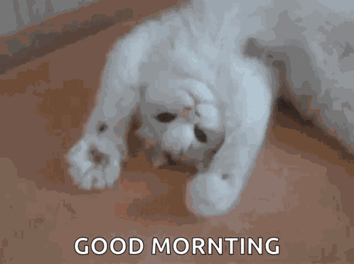 Hey Cat GIF