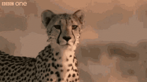 Hey Cheetah GIF