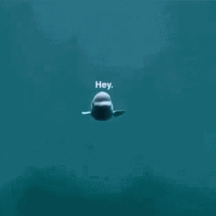 Hey Dolphin GIF