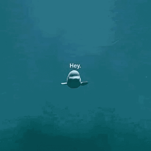 Hey Hey Hey Hey Hey Hey Hey Hey GIF
