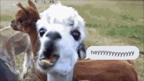 Heyy Llama GIF
