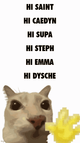 Hi Cat GIF