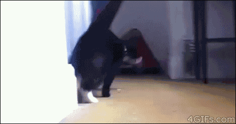 Hi Everyone. GIF