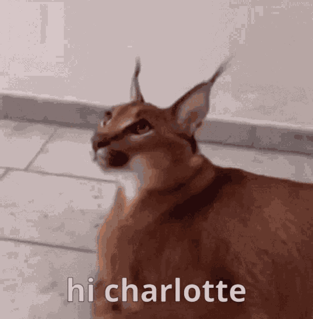 Hi Hello GIF