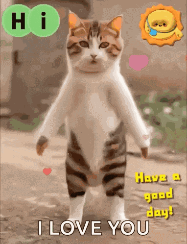Hi Hello GIF