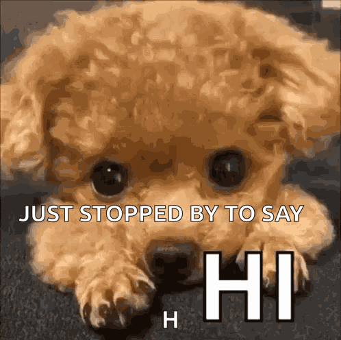 Hi Hello GIF
