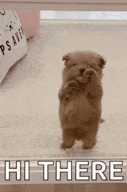 Hi Hello Puppy Dog GIF