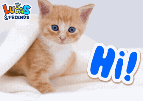 Hi Hey GIF