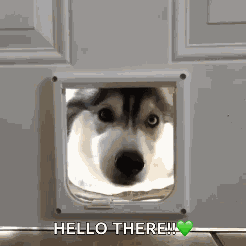 Hi Husky GIF