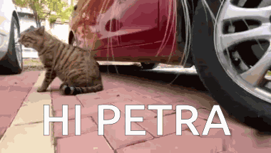 Hi Petra GIF