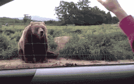 Hi GIF