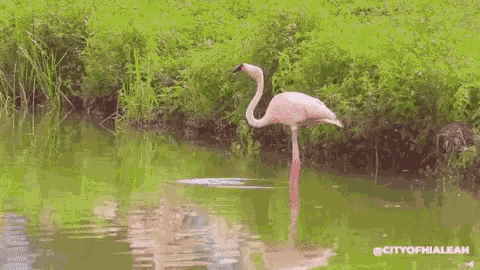 Hialeah Cityofhialeah GIF