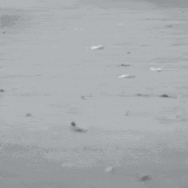 Hiba Nawab Purple Saree GIF