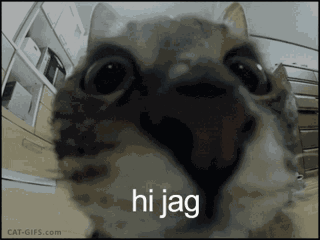 Hide Jag GIF