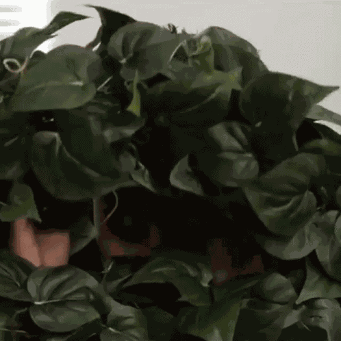 Hiding On The Tree Ryan Higa GIF