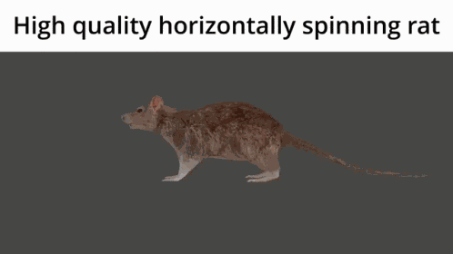 High Quality Horizontally Spinning Rat Rat GIF