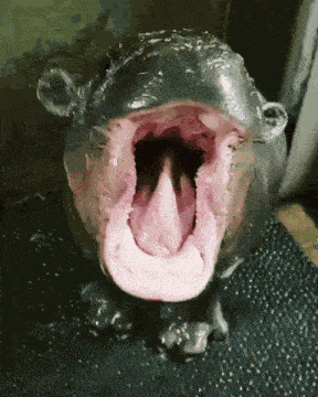 Hippo Hippopotamus GIF