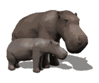 Hippo Hippopotamus Sticker