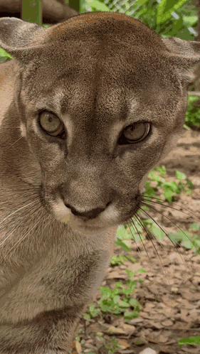 Hiss Angry Cat GIF