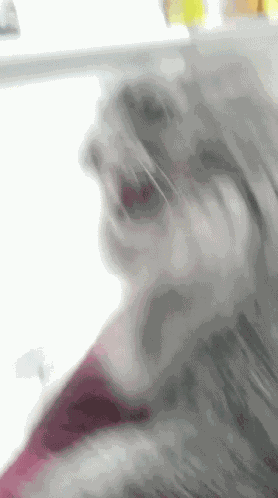 Hiss Cat GIF