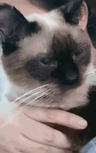 Hiss Evil GIF