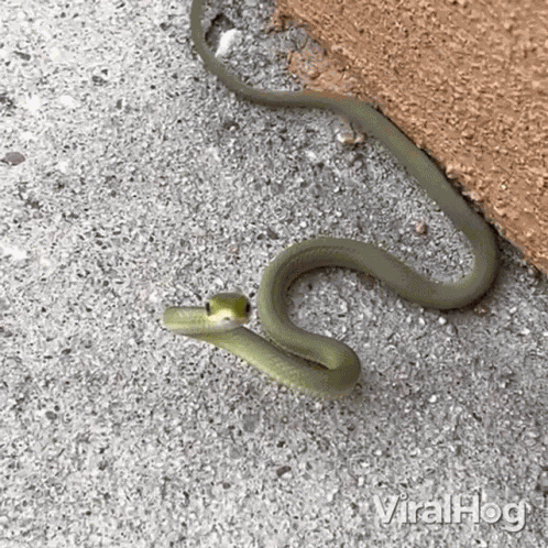 Hissing Viralhog GIF