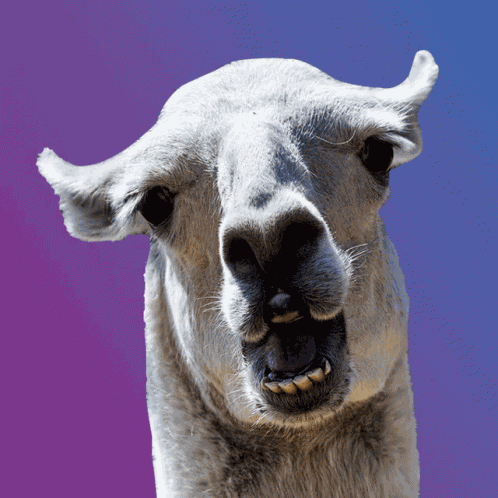 Ho Hombile GIF