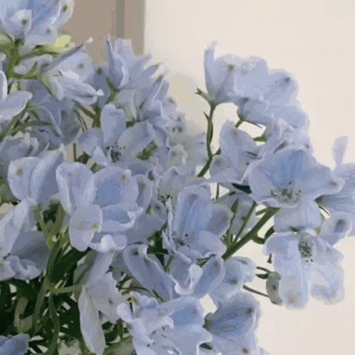 Hola GIF