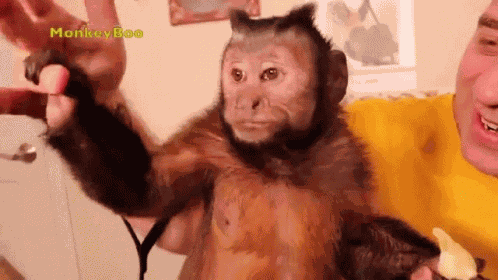 Holding Hands Capuchin Monkey GIF