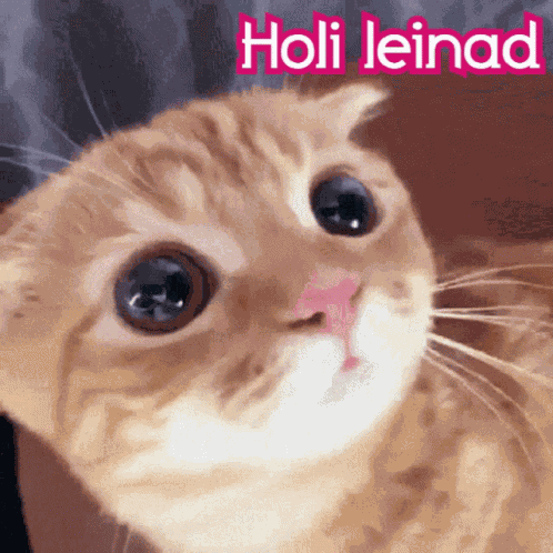Holi Leinad Hola Leinad GIF