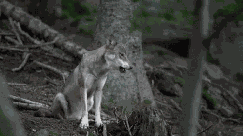 Hologra Hololive GIF