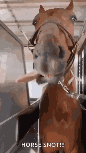 Horse Animal GIF