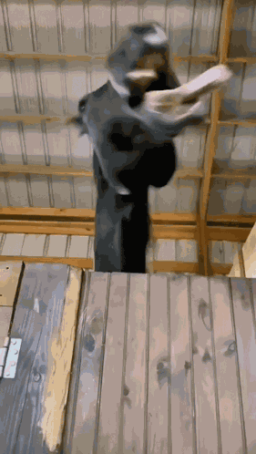 Horse Animal GIF