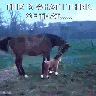 Horse Animals GIF