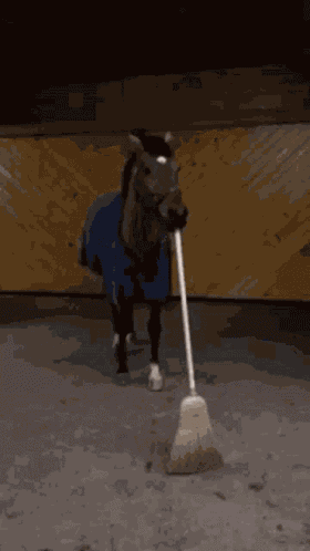 Horse Broom GIF