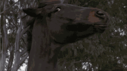 Horse Crazy GIF
