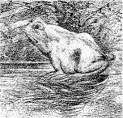 Horse Frog GIF