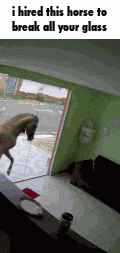 Horse Glass GIF
