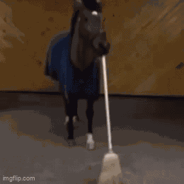 Horse GIF