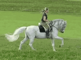 Horse Horseback Riding GIF