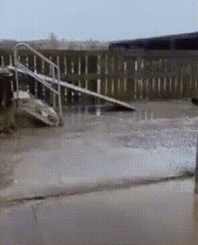 Horse GIF
