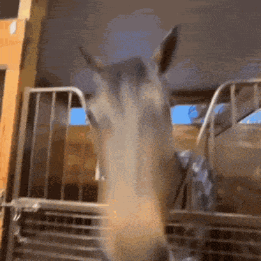 Horse GIF
