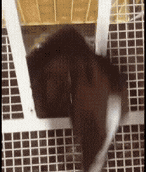 Horse Of Absolute Agreement GIF