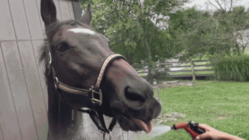 Horse Racehorse GIF