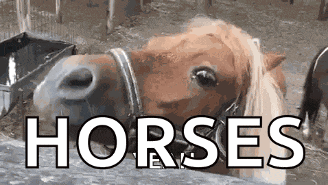 Horse Smile GIF