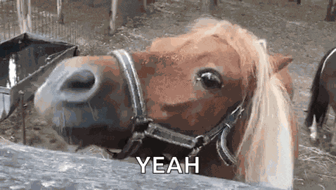 Horse Smile GIF