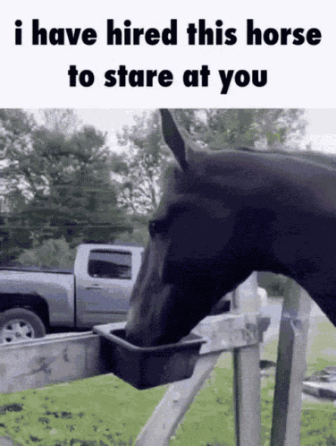 Horse Stare GIF
