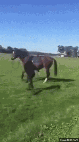 Horse Woman GIF