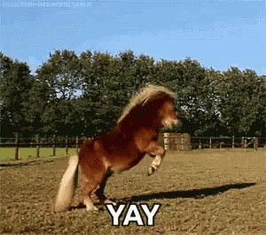 Horse Yay GIF