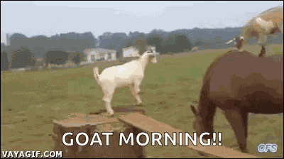 Horses Goats GIF